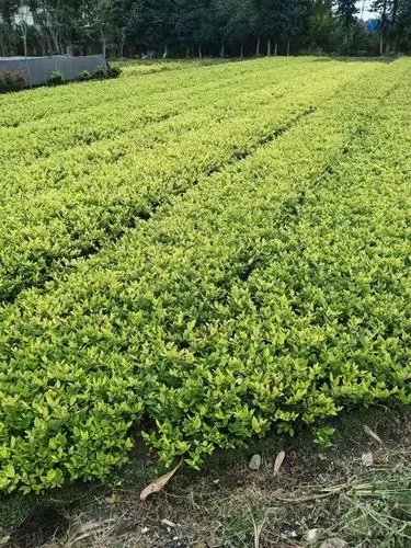 米乐：不同种类网球拍的区别